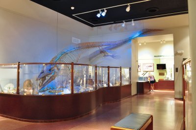 Mosasaur