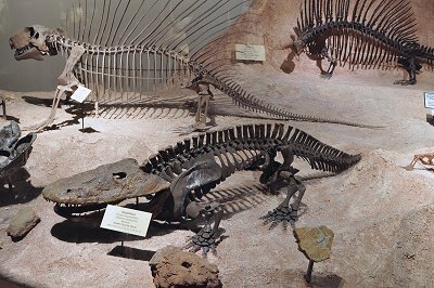 Eryops Megacephalus