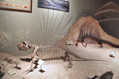 Dinosaur museum in UT Austin