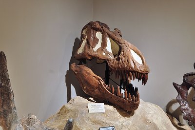 Tyrannosaurus Rex