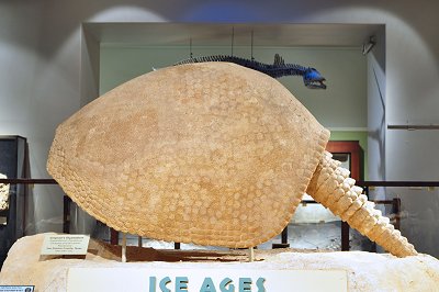 Glyptodon