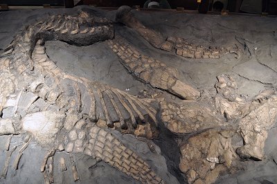 Plesiosaur bones