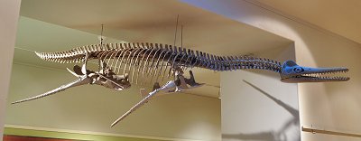 Plesiosaur