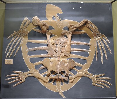 giant sea turtle