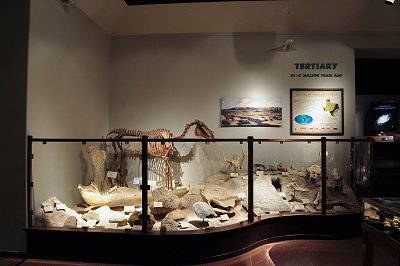 Tertiary Period exhibit