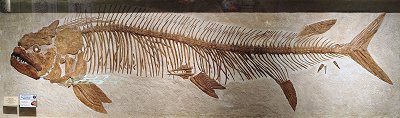 xiphactinus